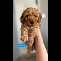 Cockapoo - Dogs