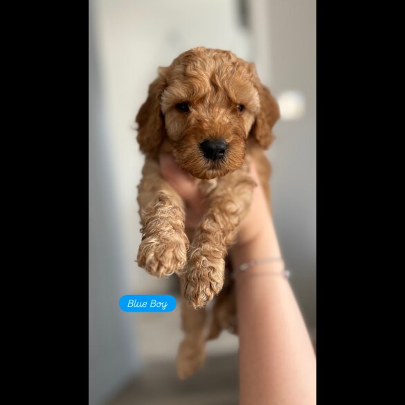 Cockapoo - Dogs