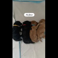 Cockapoo - Dogs
