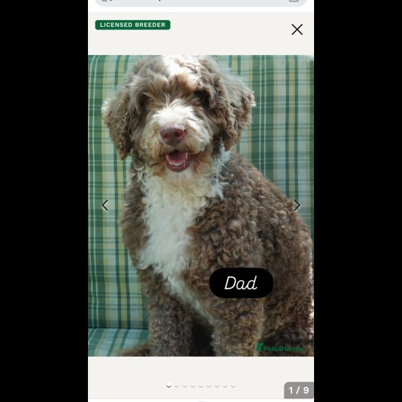 Cockapoo - Dogs