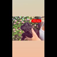 Cockapoo - Dogs