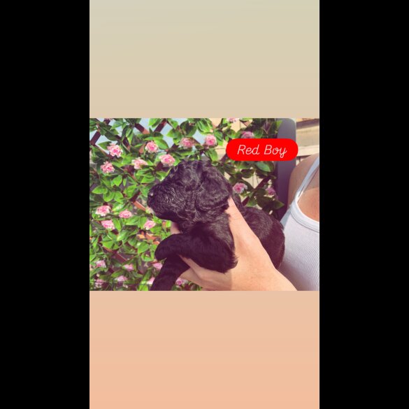 Cockapoo - Dogs