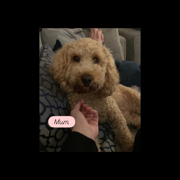 Cockapoo - Dogs