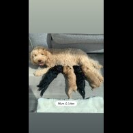Cockapoo - Dogs