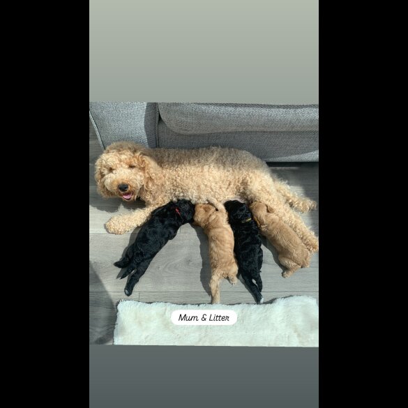Cockapoo - Dogs