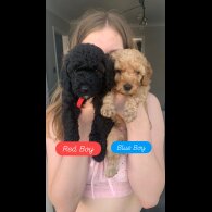 Cockapoo - Dogs