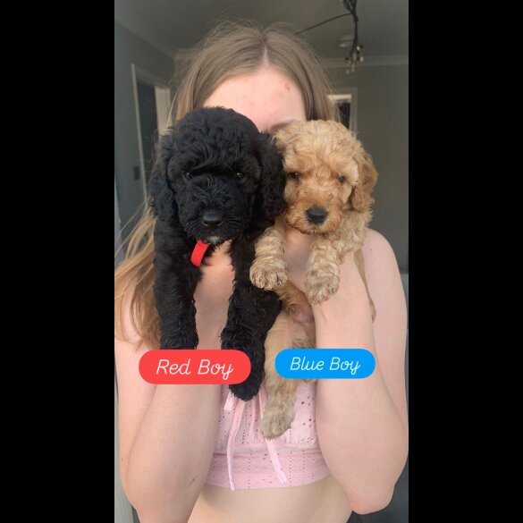 Cockapoo - Dogs