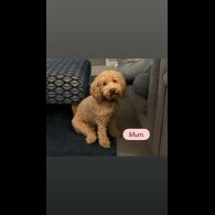 Cockapoo - Dogs