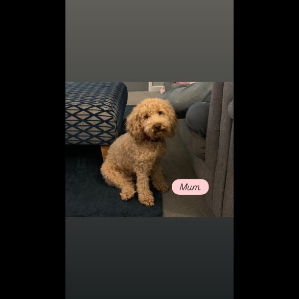 Cockapoo - Dogs