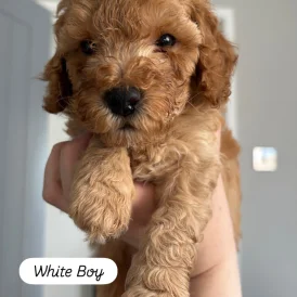 Cockapoo - Dogs