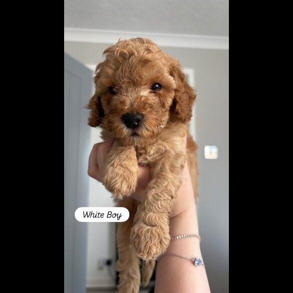 Cockapoo - Dogs
