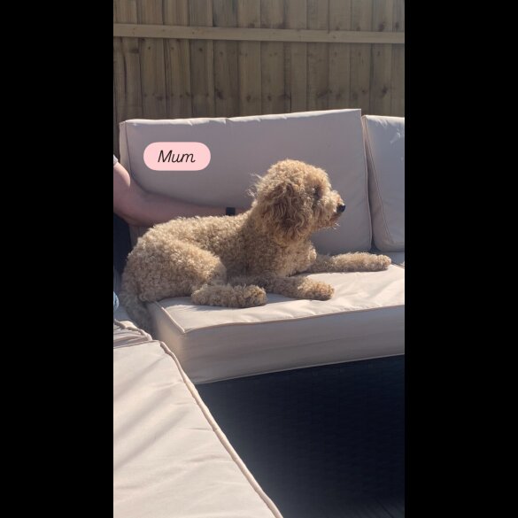 Cockapoo - Dogs