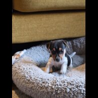 Jack Russell - Both
