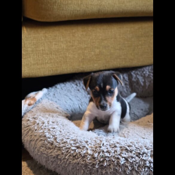 Jack Russell - Both