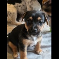 Jack Russell - Both