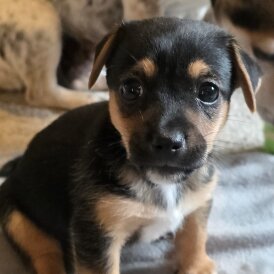 Jack Russell - Both