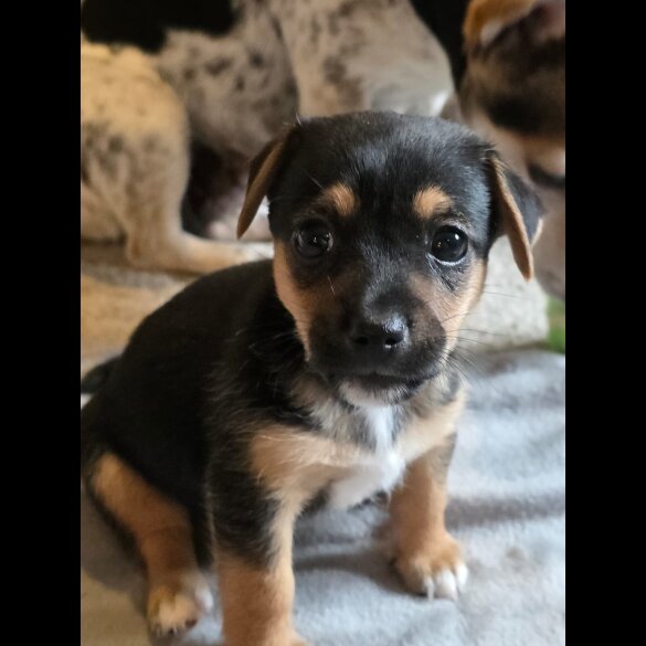 Jack Russell - Both