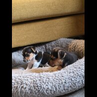 Jack Russell - Both