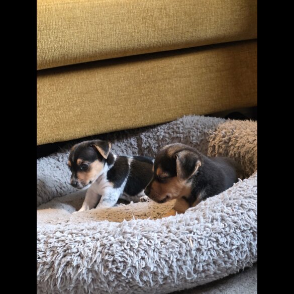 Jack Russell - Both