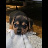 Jack Russell - Both