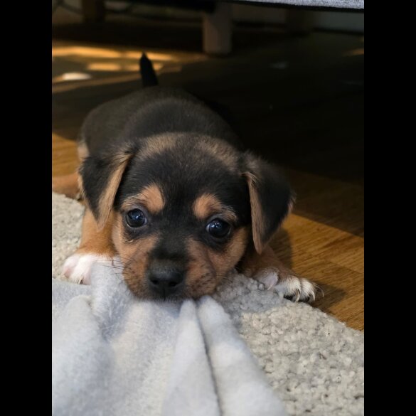 Jack Russell - Both