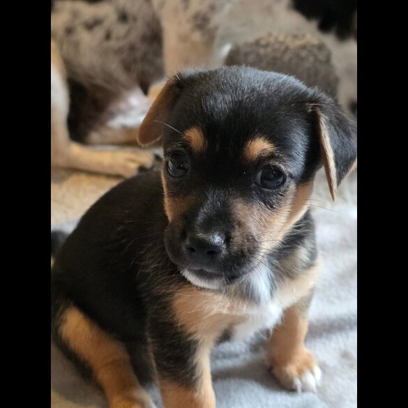 Jack Russell - Both