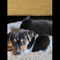 Jack Russell - Both