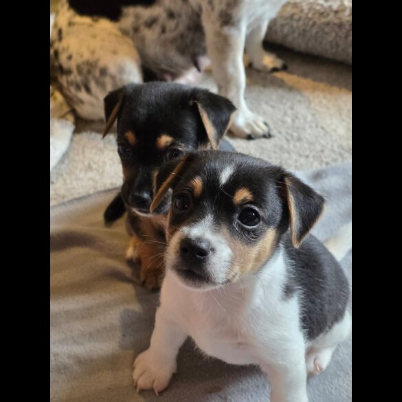 Jack Russell - Both