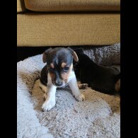 Jack Russell - Both