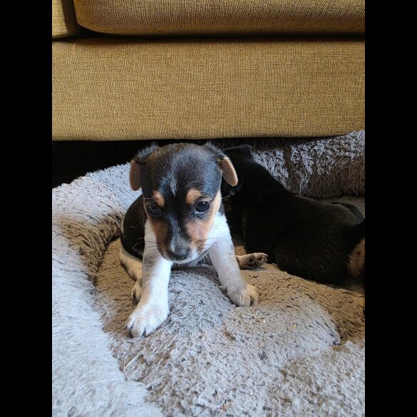 Jack Russell - Both