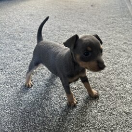 Miniature Pinscher - Both
