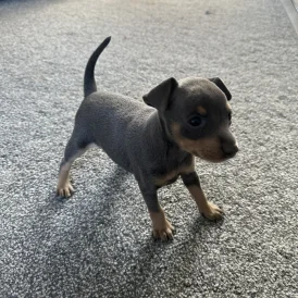 Miniature Pinscher - Both