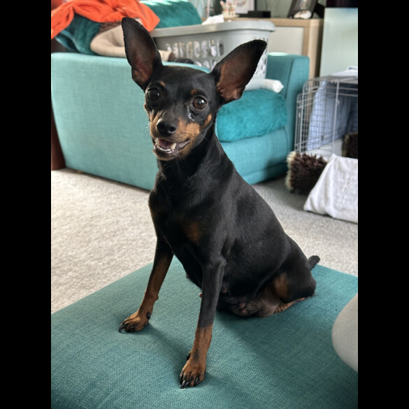 Miniature Pinscher - Both