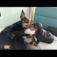 Miniature Pinscher - Both