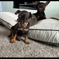 Miniature Pinscher - Both
