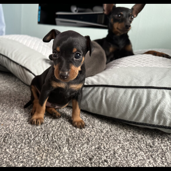 Miniature Pinscher - Both