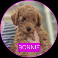 Miniature Poodle - Both
