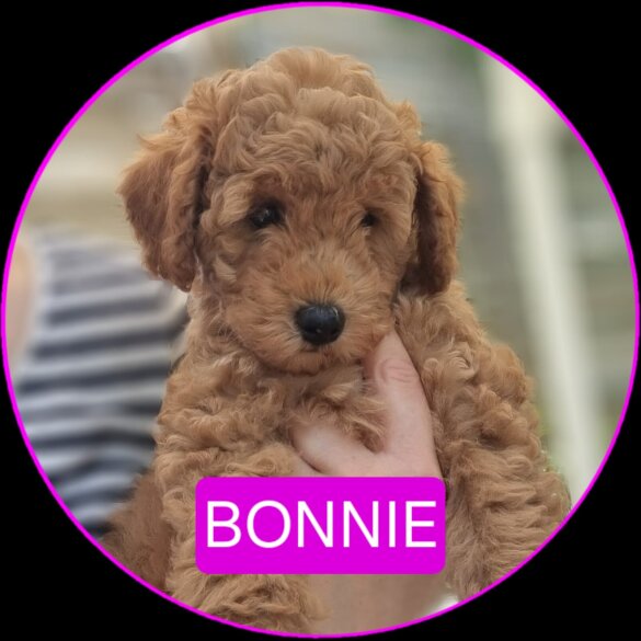 Miniature Poodle - Both