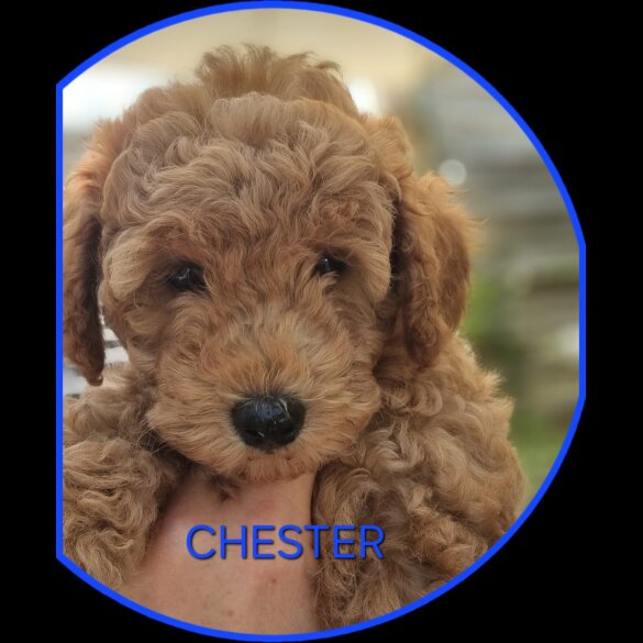 Miniature Poodle - Both