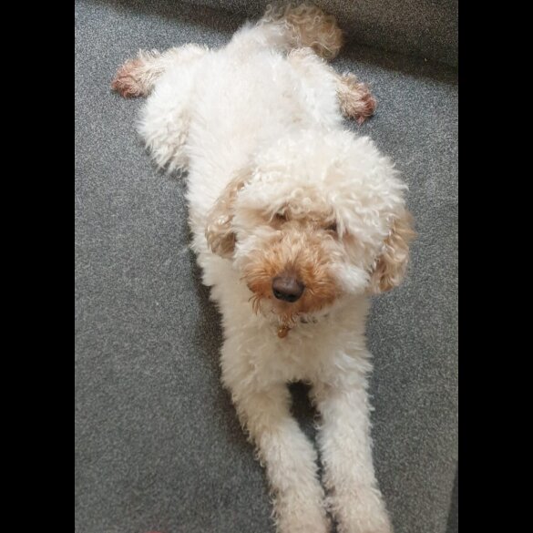 Miniature Poodle - Both