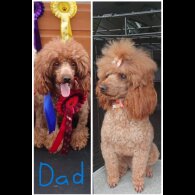 Miniature Poodle - Both