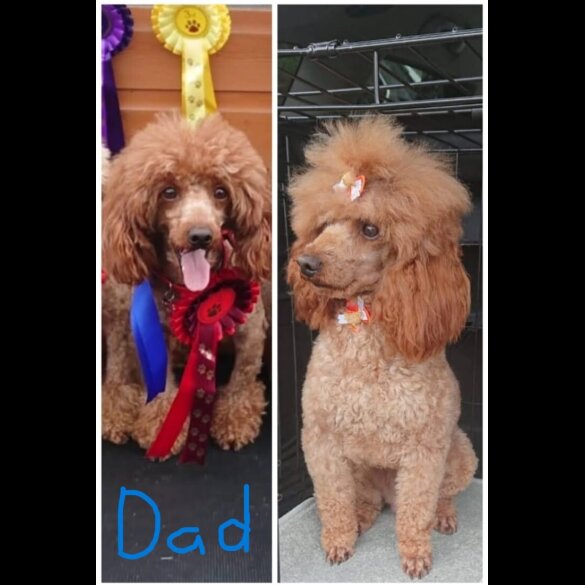 Miniature Poodle - Both