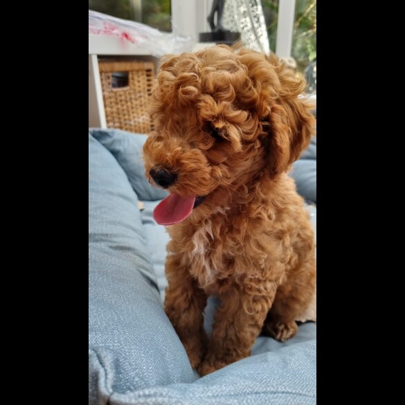 Miniature Poodle - Both