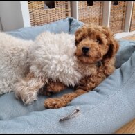 Miniature Poodle - Both