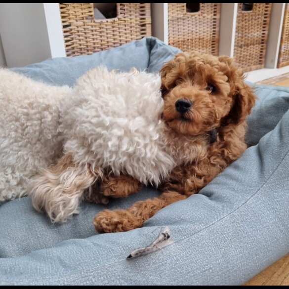 Miniature Poodle - Both