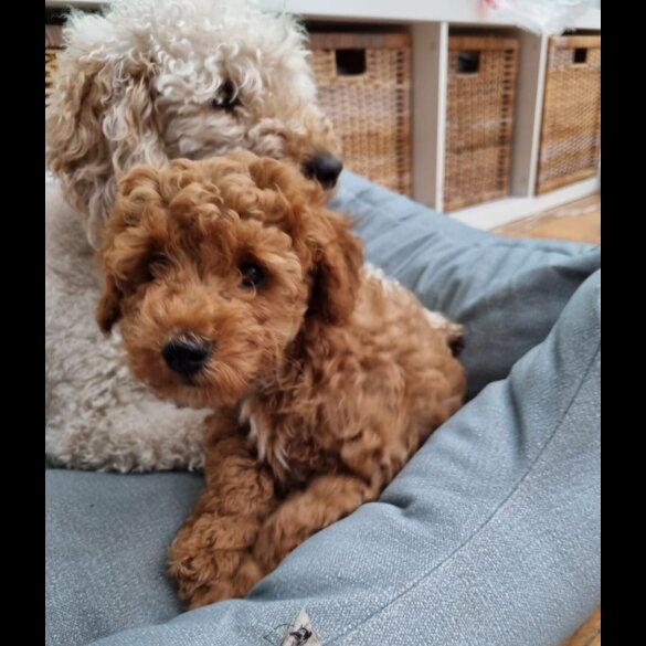 Miniature Poodle - Both