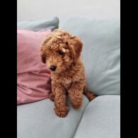 Miniature Poodle - Both