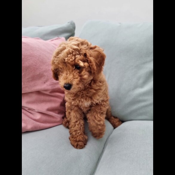 Miniature Poodle - Both