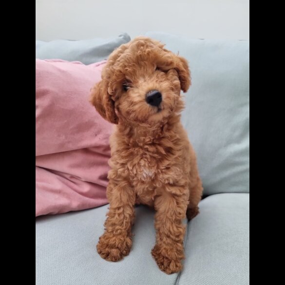 Miniature Poodle - Both