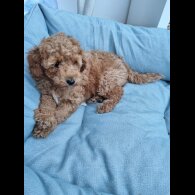Miniature Poodle - Both